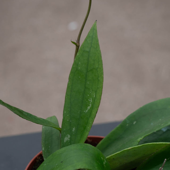 Gabriella Plants Hoya 4" Hoya 'Jennifer'