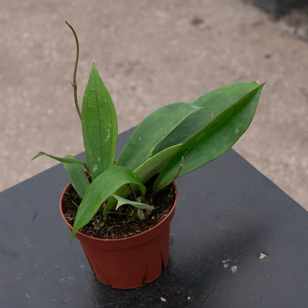 Gabriella Plants Hoya 4" Hoya 'Jennifer'