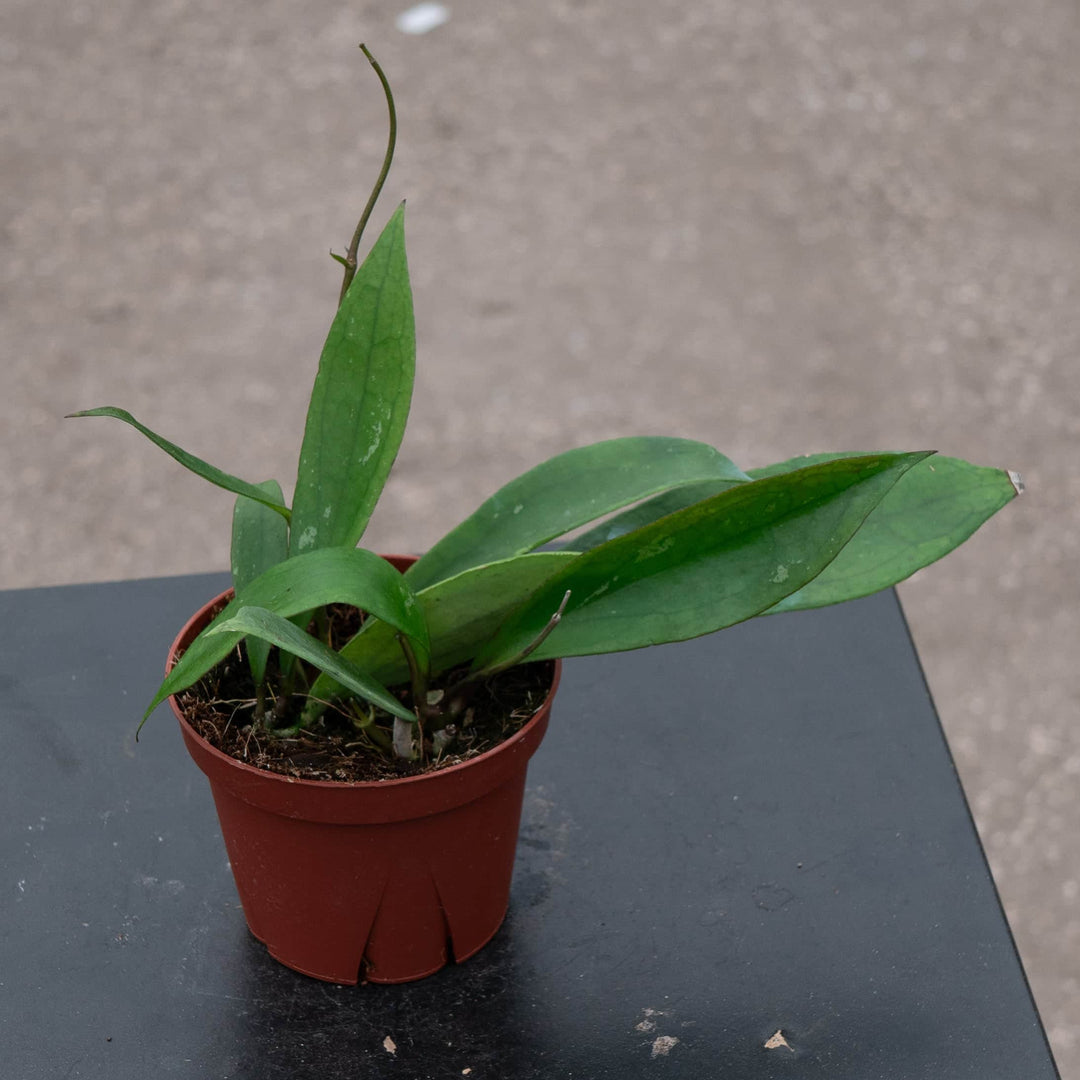 Gabriella Plants Hoya 4" Hoya 'Jennifer'