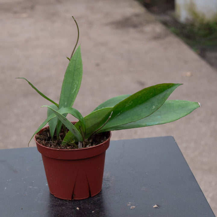 Gabriella Plants Hoya 4" Hoya 'Jennifer'
