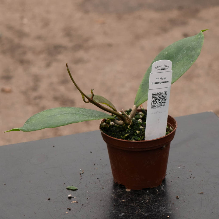 Gabriella Plants Hoya Hoya juannguoana