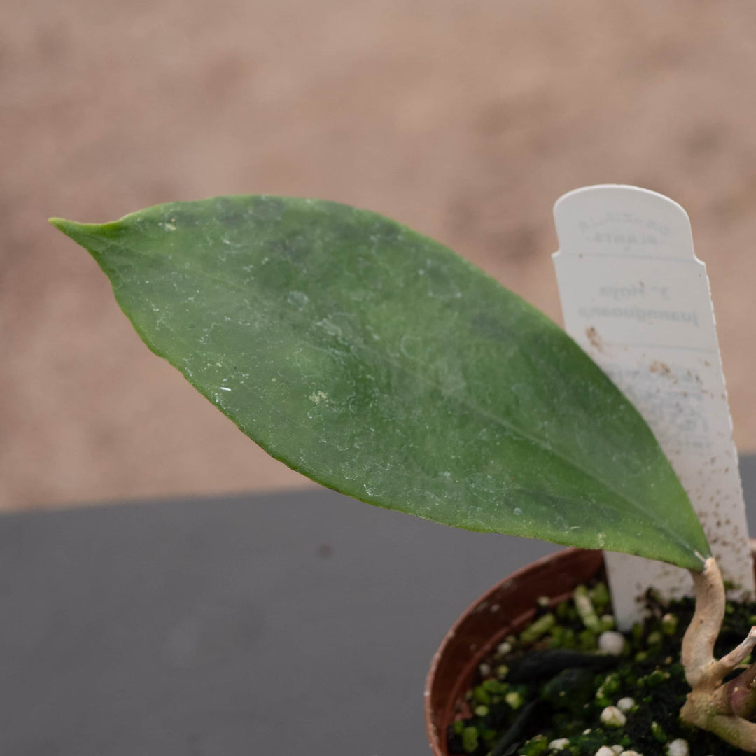 Gabriella Plants Hoya Hoya juannguoana