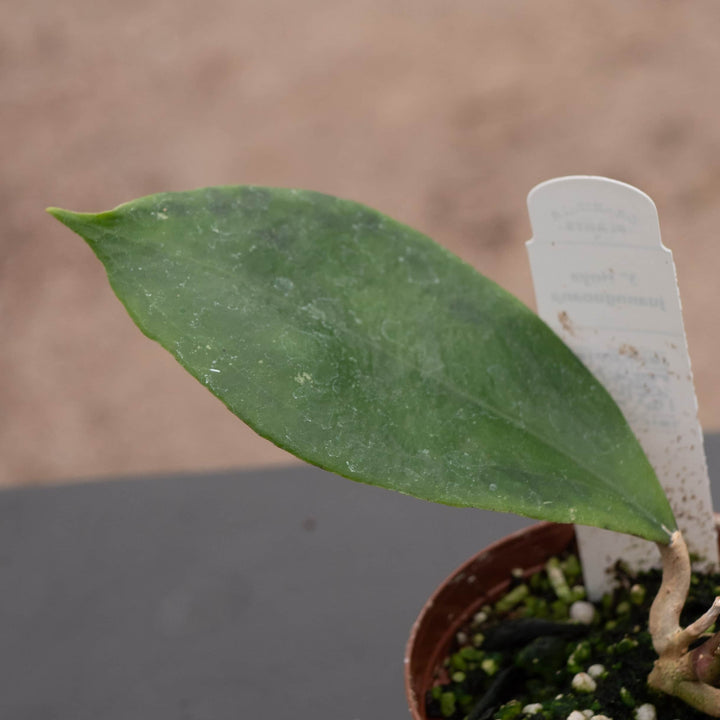 Gabriella Plants Hoya Hoya juannguoana