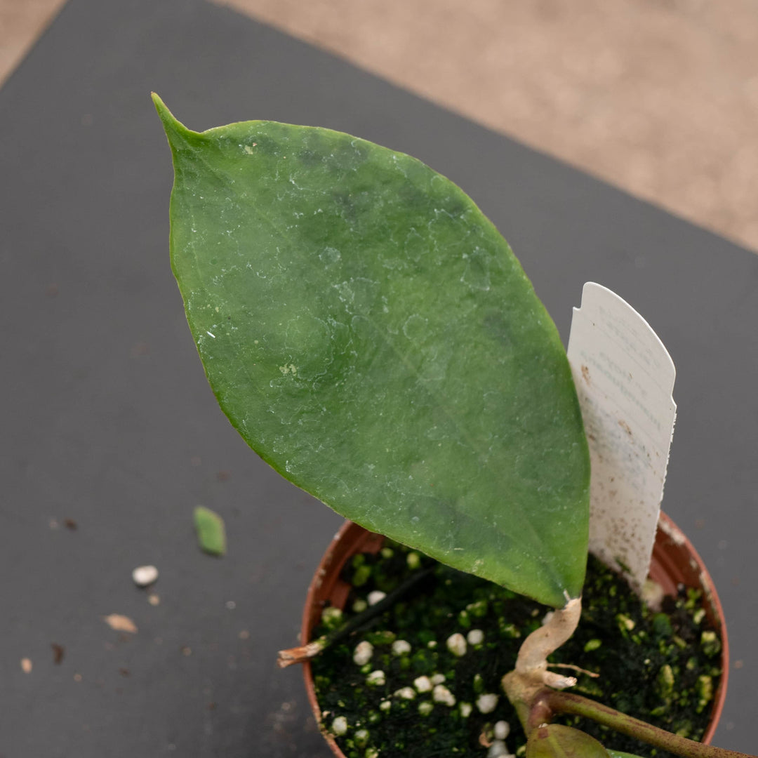 Gabriella Plants Hoya Hoya juannguoana