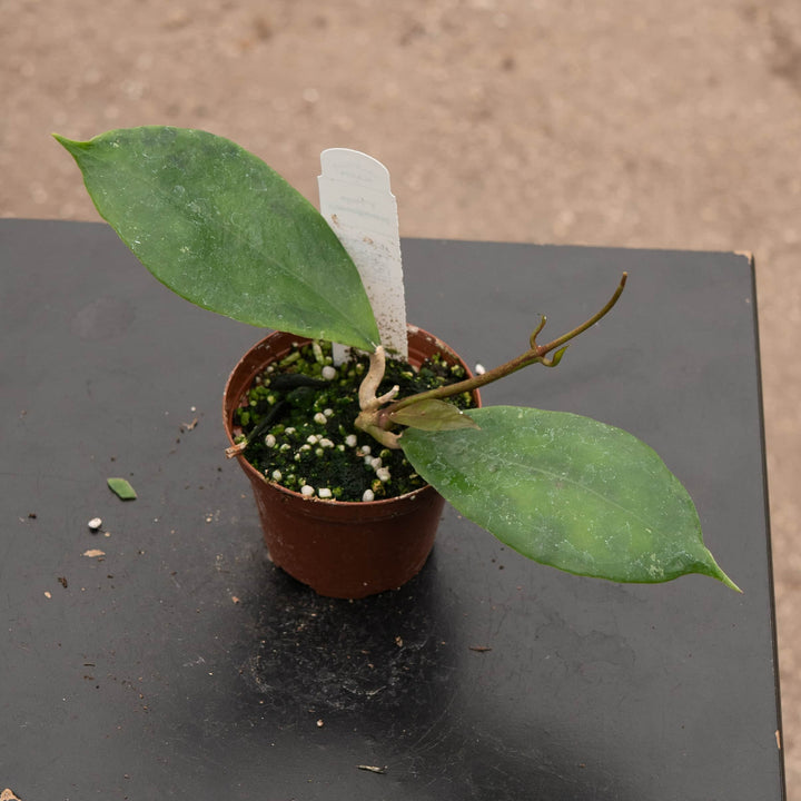 Gabriella Plants Hoya Hoya juannguoana