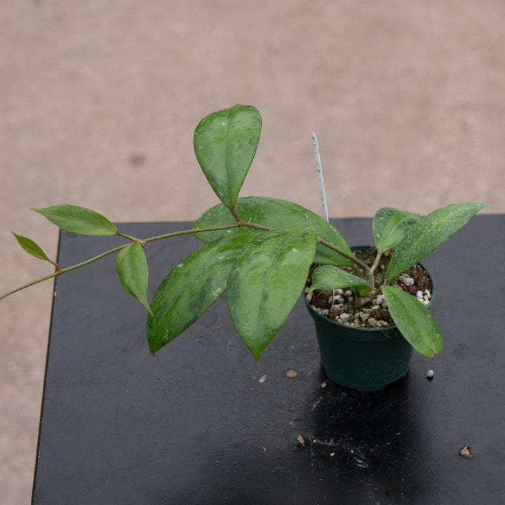 Gabriella Plants Hoya Hoya juannguoana