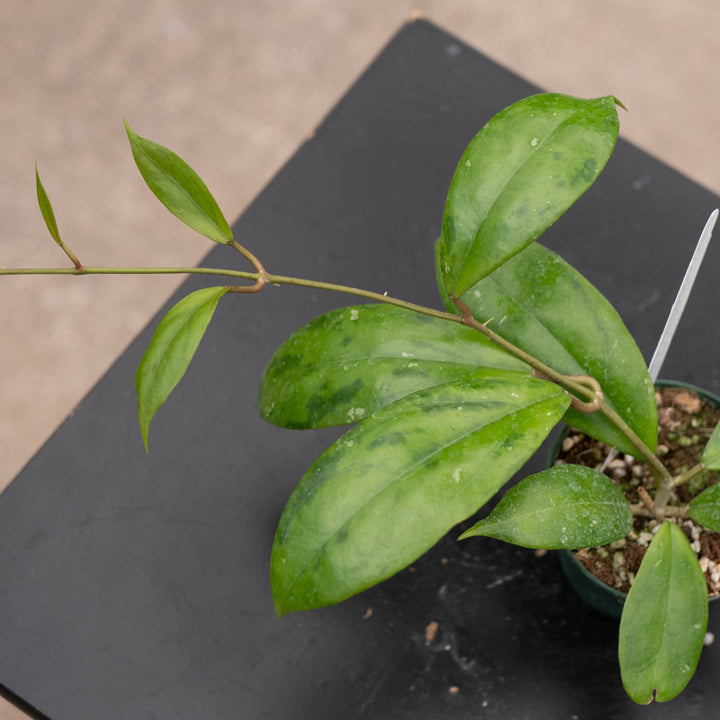 Gabriella Plants Hoya Hoya juannguoana