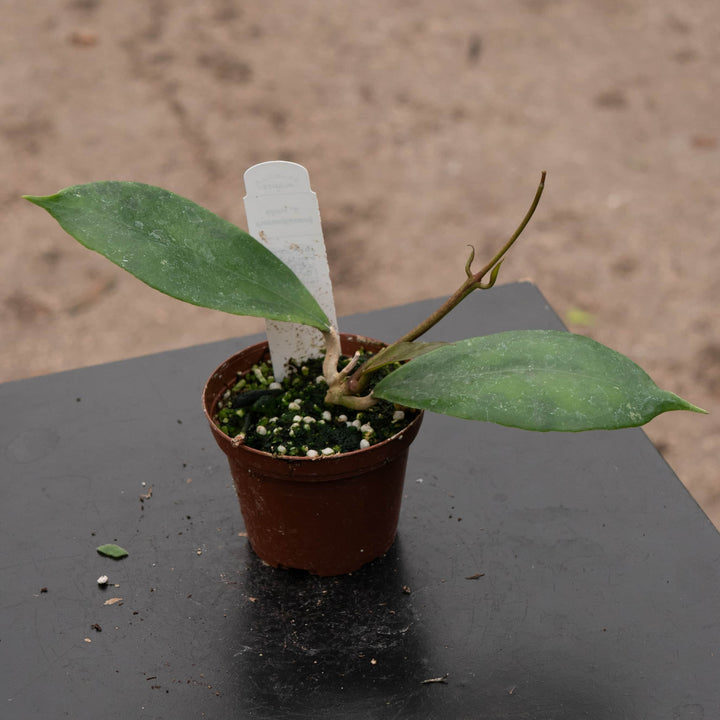 Gabriella Plants Hoya 3" Hoya juannguoana