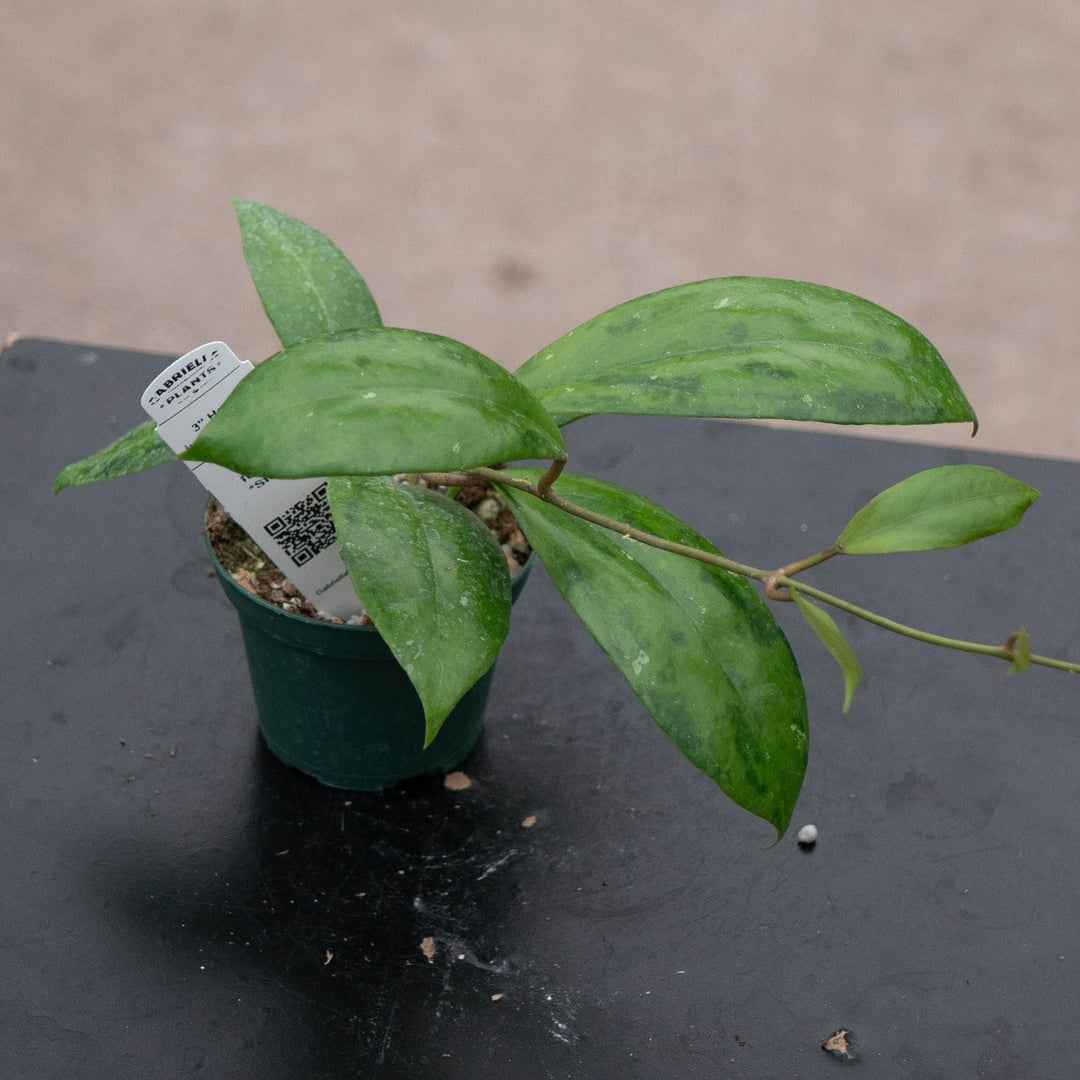 Gabriella Plants Hoya 3" Hoya juannguoana
