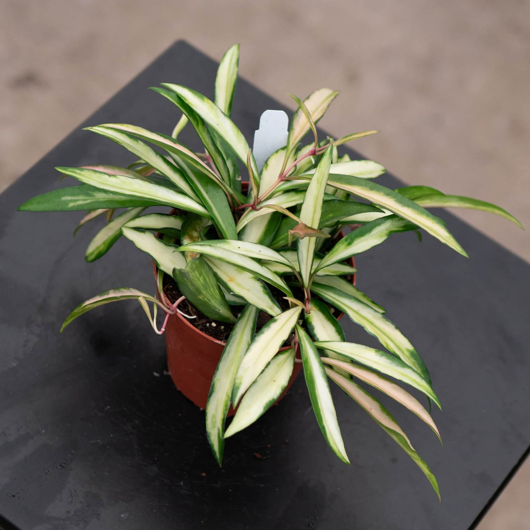 Hoya kentiana 'Tricolor' - Gabriella Plants