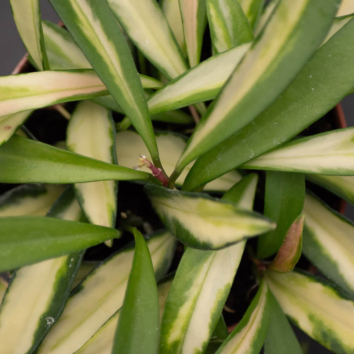 Gabriella Plants Hoya Hoya kentiana 'Tricolor'