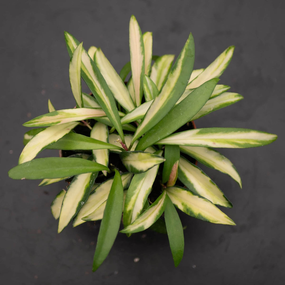 Gabriella Plants Hoya Hoya kentiana 'Tricolor'