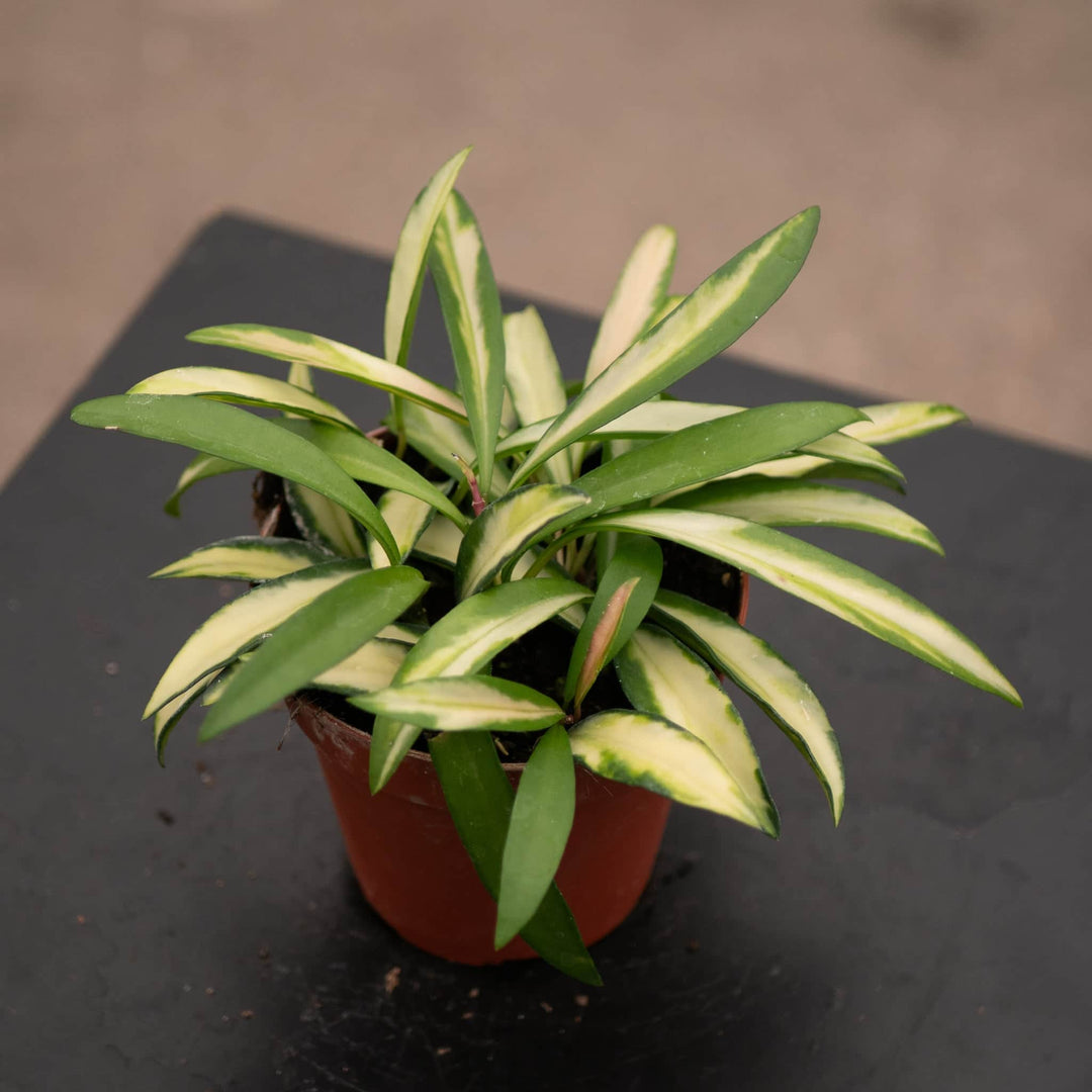 Gabriella Plants Hoya Hoya kentiana 'Tricolor'