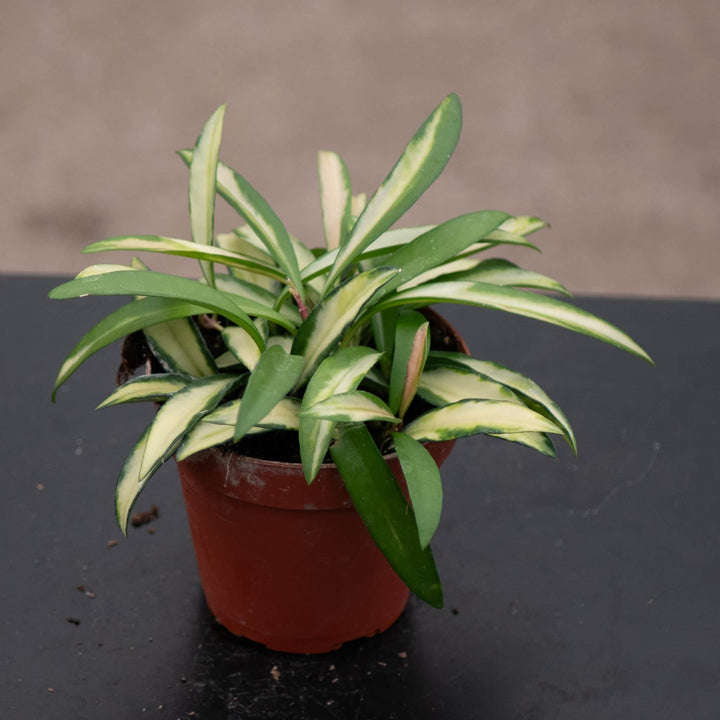 Gabriella Plants Hoya Hoya kentiana 'Tricolor'