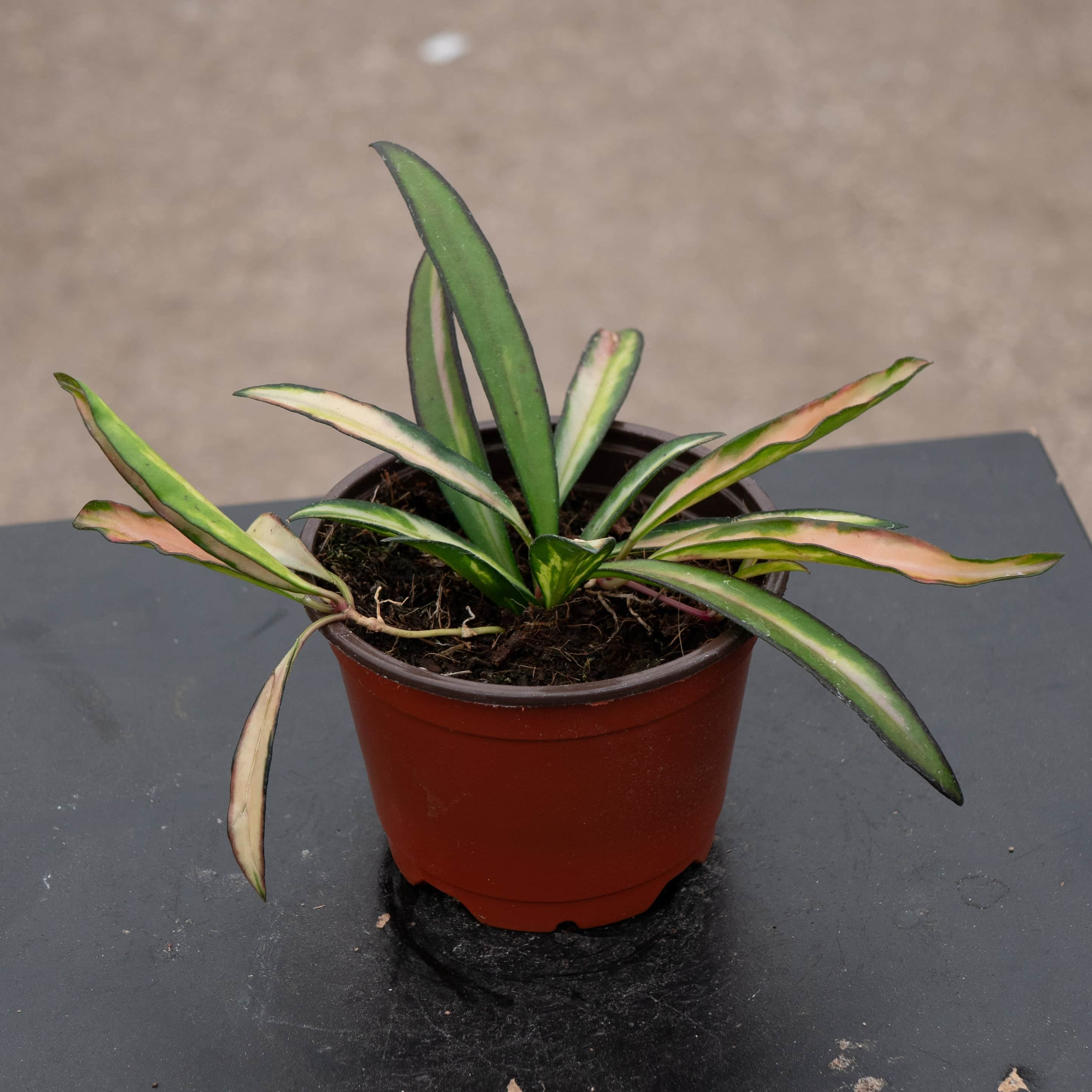 Gabriella Plants Hoya kentiana - Thumbnail 4