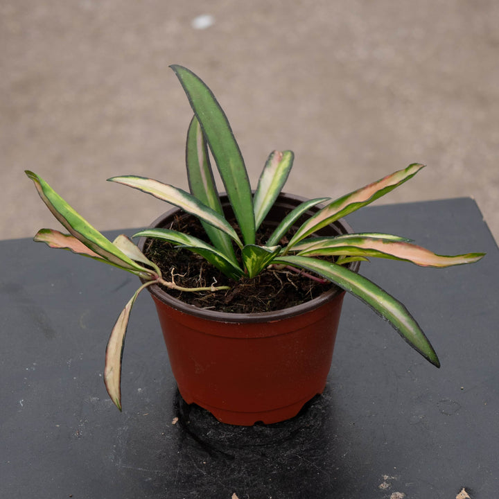 Gabriella Plants Hoya Hoya kentiana 'Tricolor'