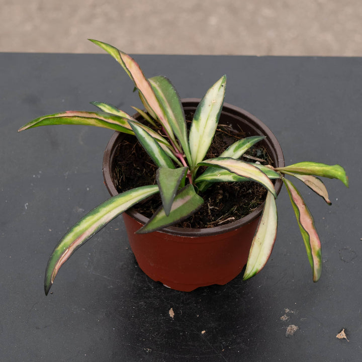 Gabriella Plants Hoya Hoya kentiana 'Tricolor'