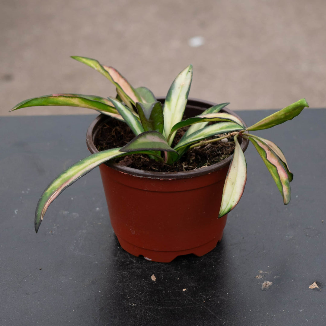 Gabriella Plants Hoya Hoya kentiana 'Tricolor'