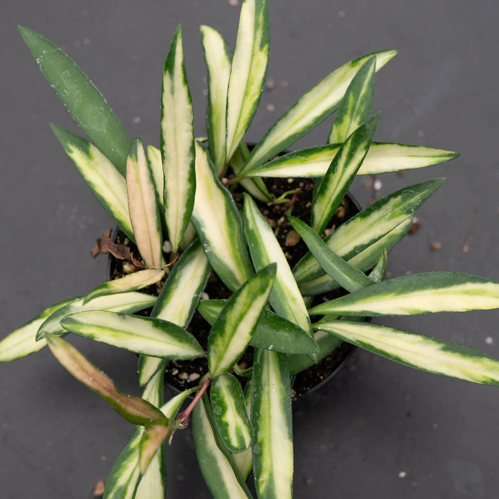 Gabriella Plants Hoya Hoya kentiana 'Tricolor'