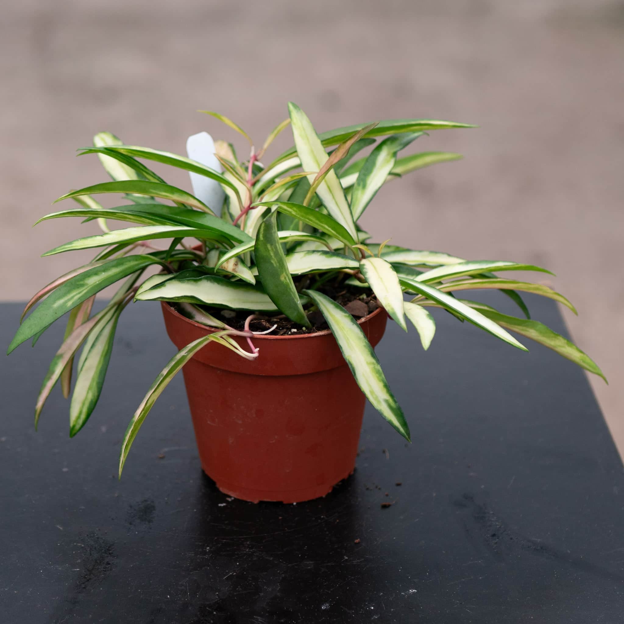 Hoya kentiana 'Tricolor' - Gabriella Plants