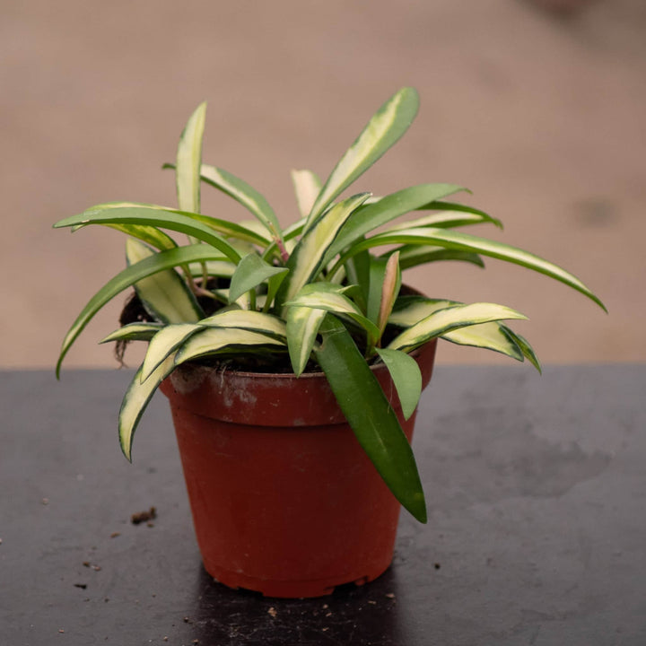 Gabriella Plants Hoya 4" Hoya kentiana 'Tricolor'