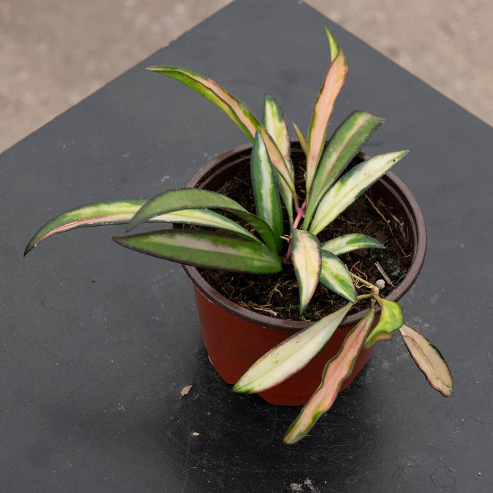 Gabriella Plants Hoya 4" Hoya kentiana 'Tricolor'
