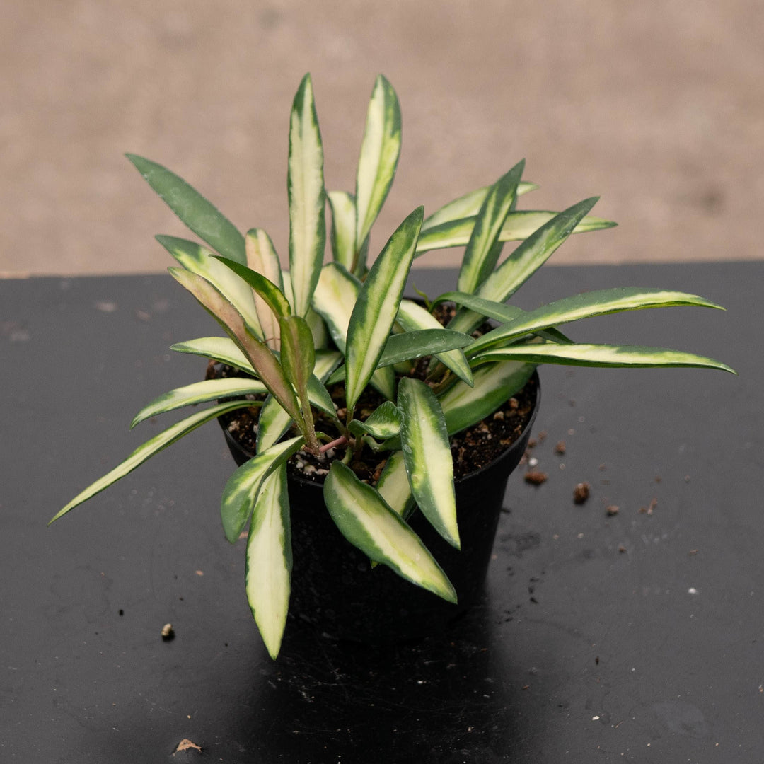 Gabriella Plants Hoya 4" Hoya kentiana 'Tricolor'