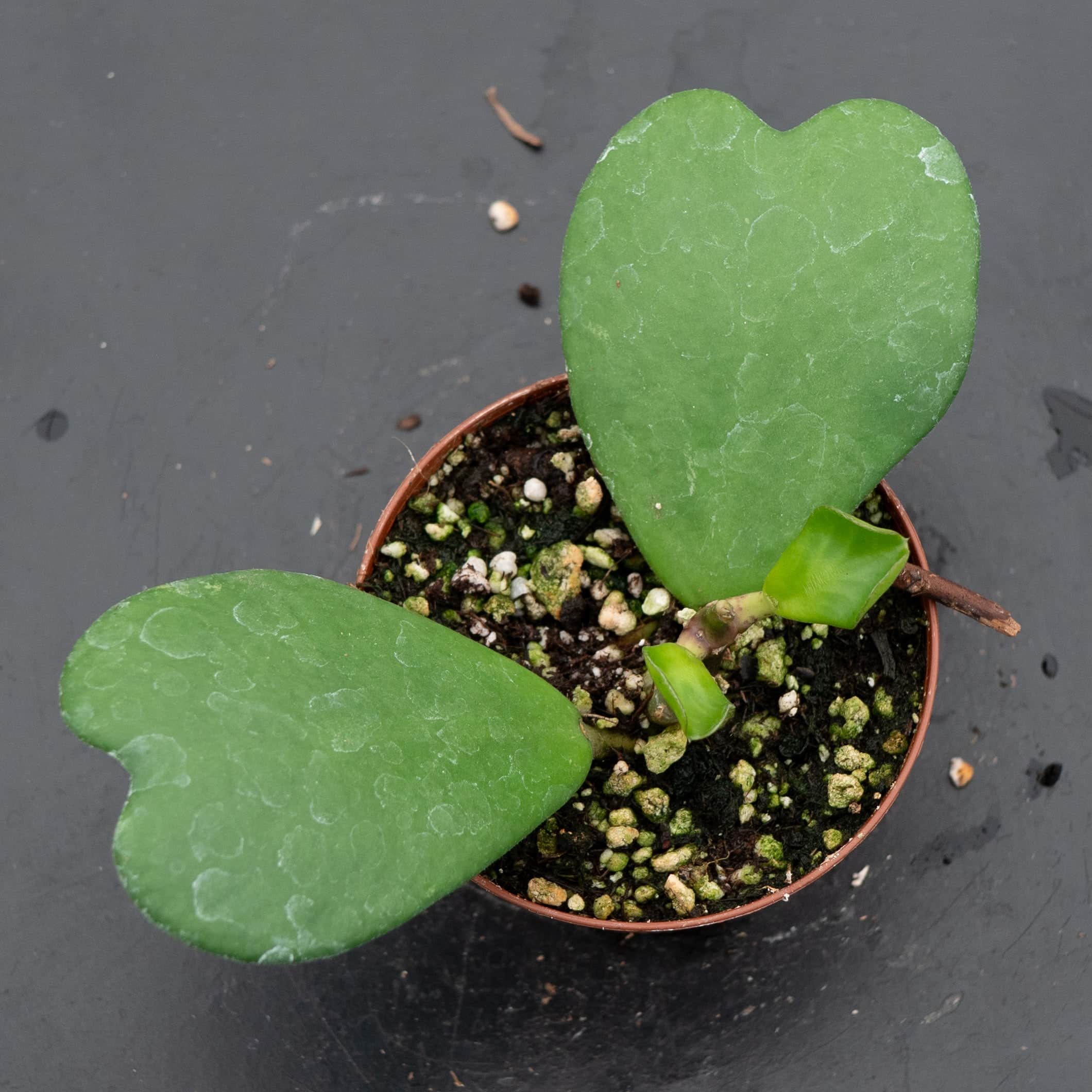 Gabriella Plants Hoya kerrii - Thumbnail 2