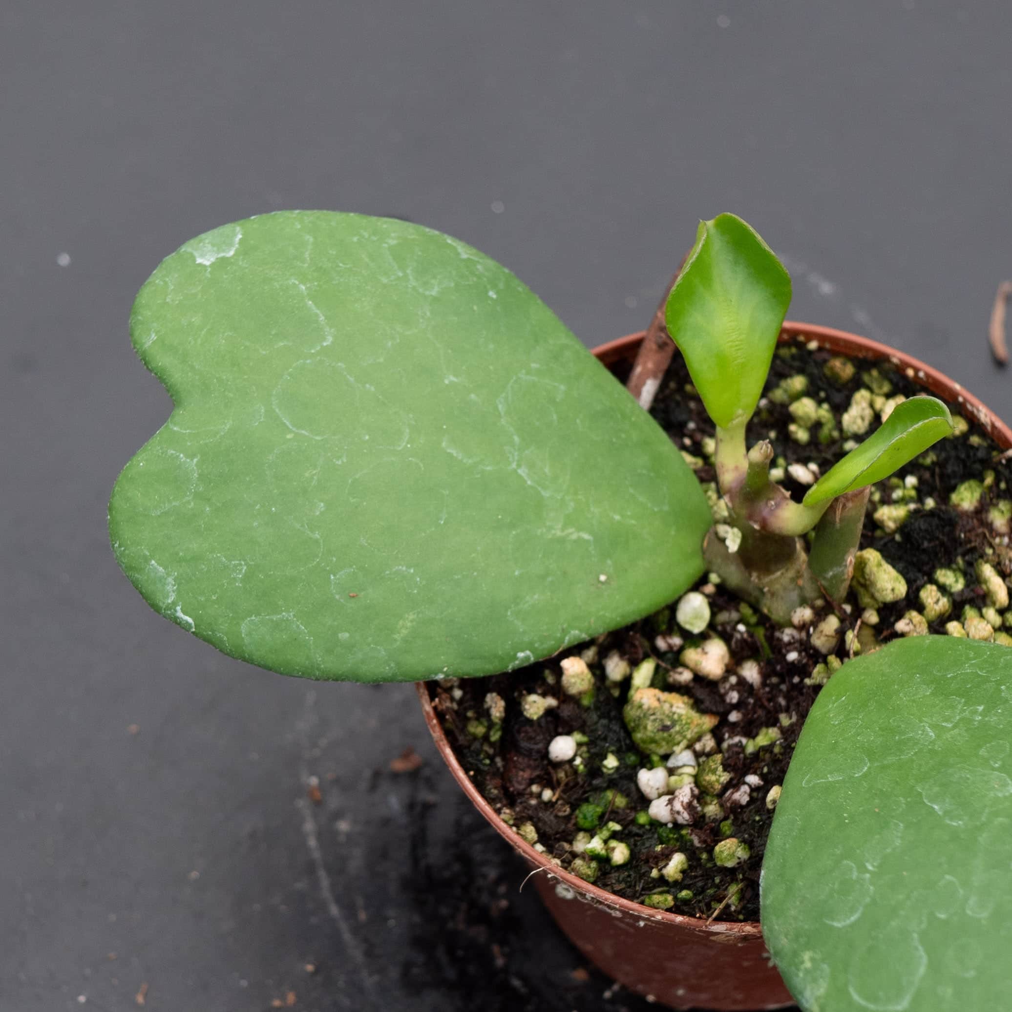 Gabriella Plants Hoya kerrii