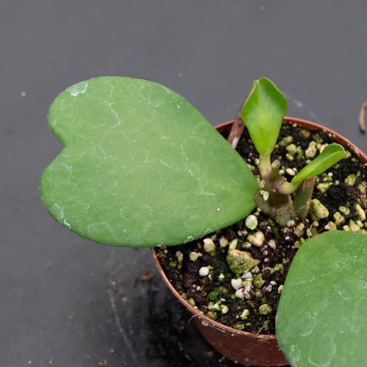 Gabriella Plants Hoya Hoya kerrii