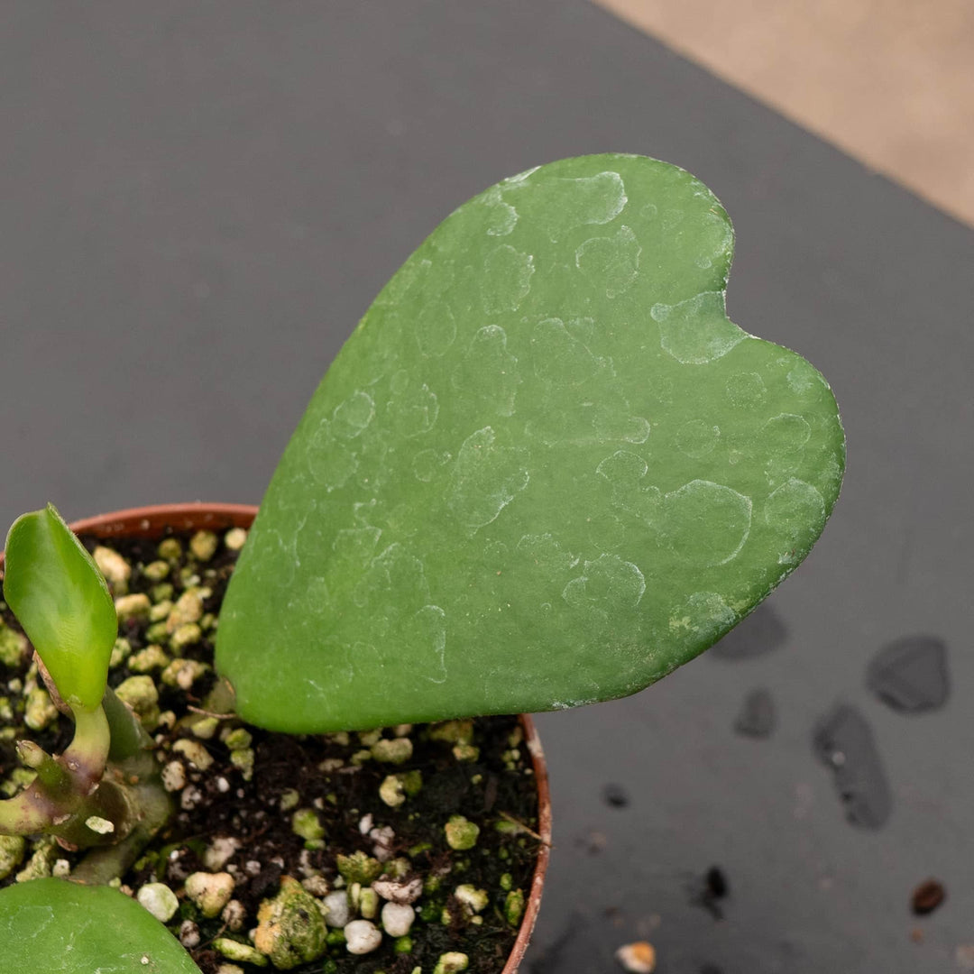 hoya kerri succulent Hoya