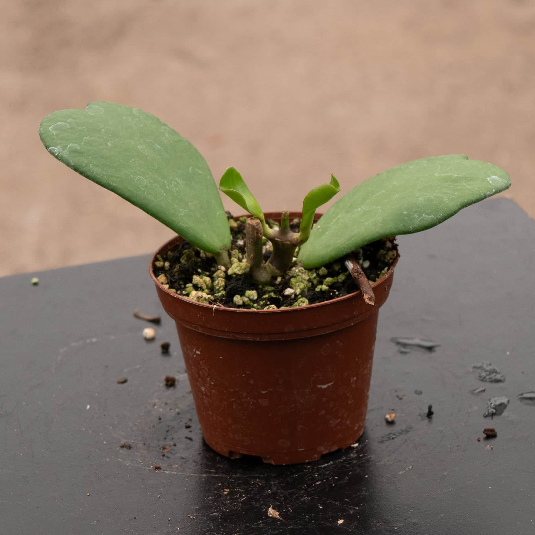 Gabriella Plants Hoya kerrii - Thumbnail 3