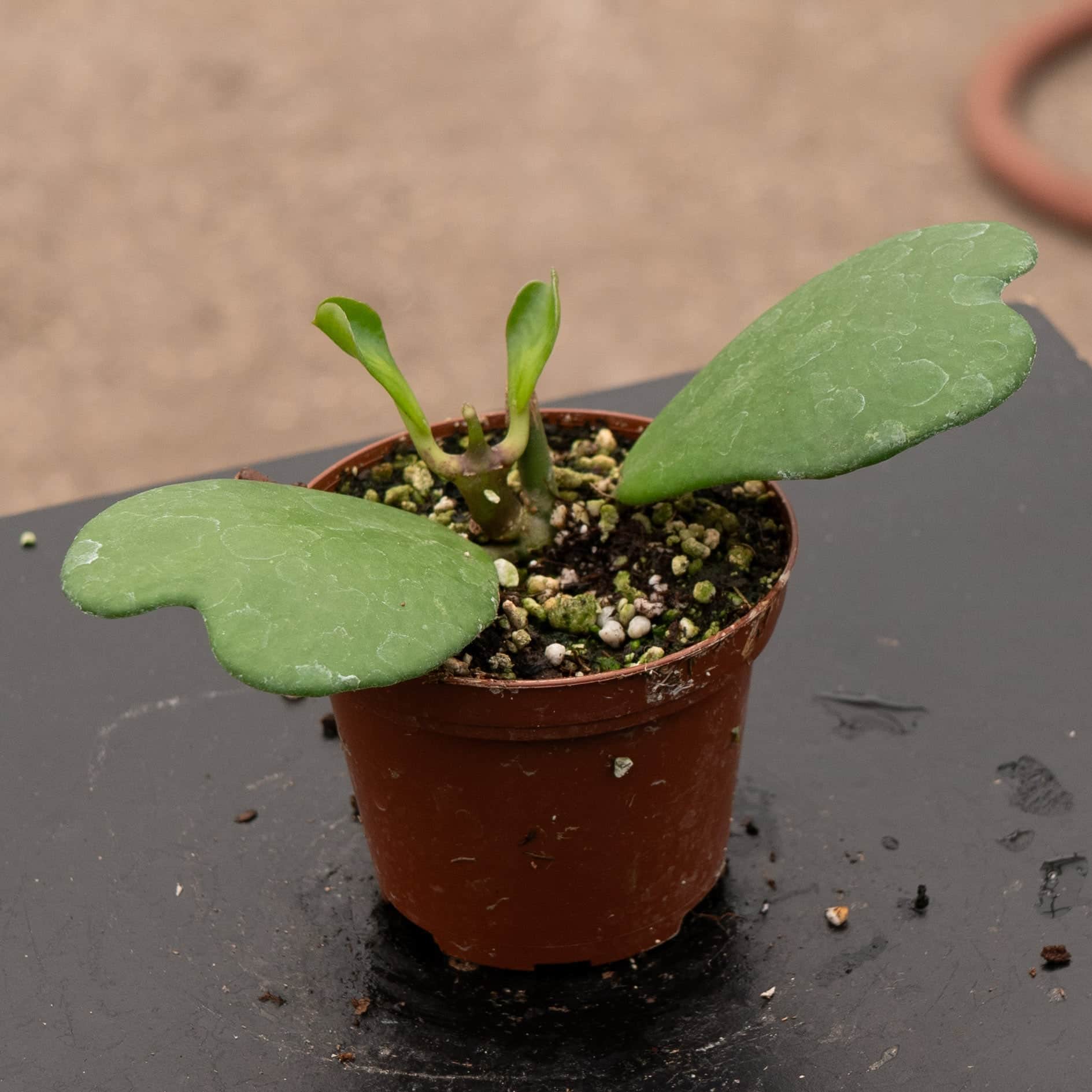 Gabriella Plants Hoya kerrii - Thumbnail 4
