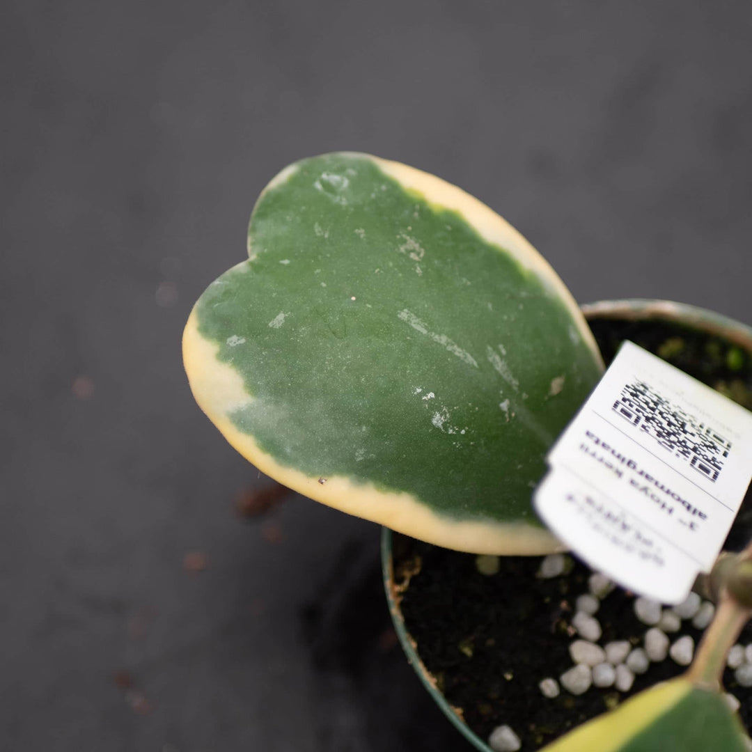 Gabriella Plants Hoya 3" Hoya kerrii albomarginata