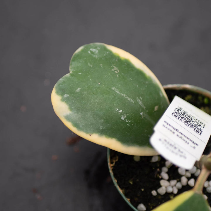 Gabriella Plants Hoya 3" Hoya kerrii albomarginata