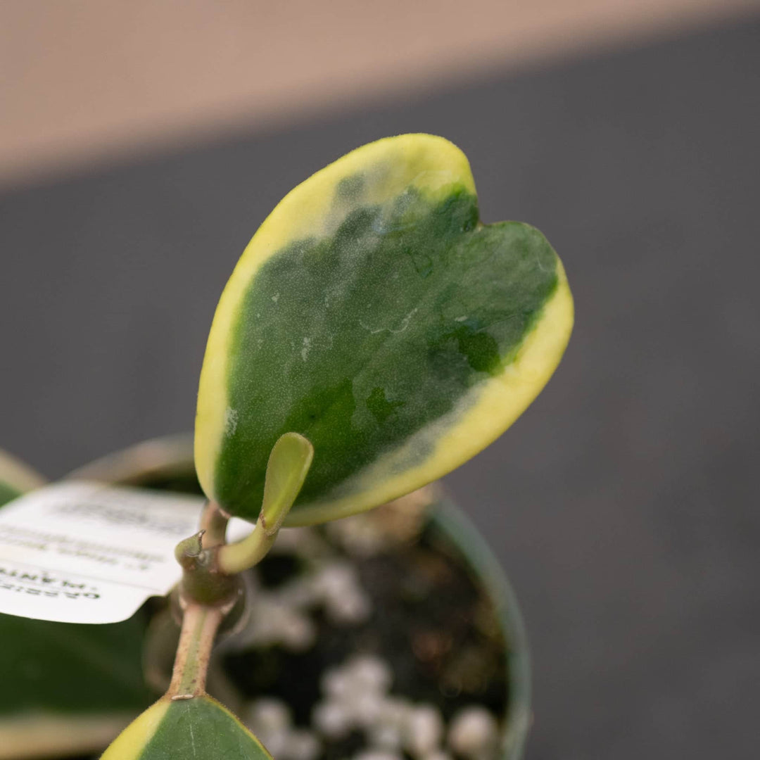 Gabriella Plants Hoya 3" Hoya kerrii albomarginata