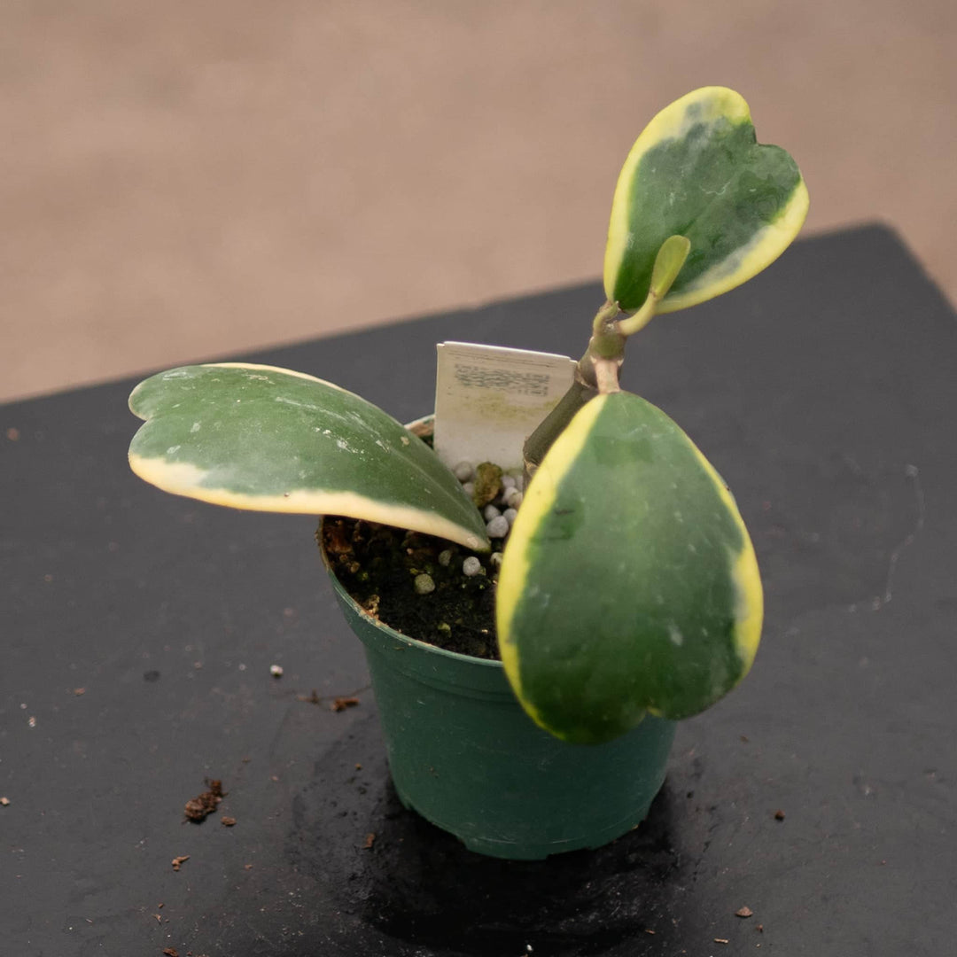 Gabriella Plants Hoya 3" Hoya kerrii albomarginata