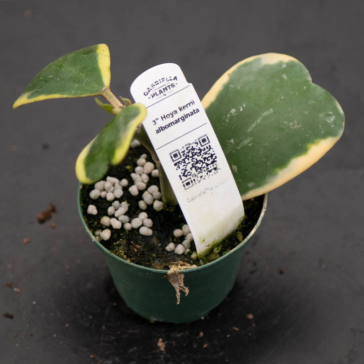 Gabriella Plants Hoya 3" Hoya kerrii albomarginata