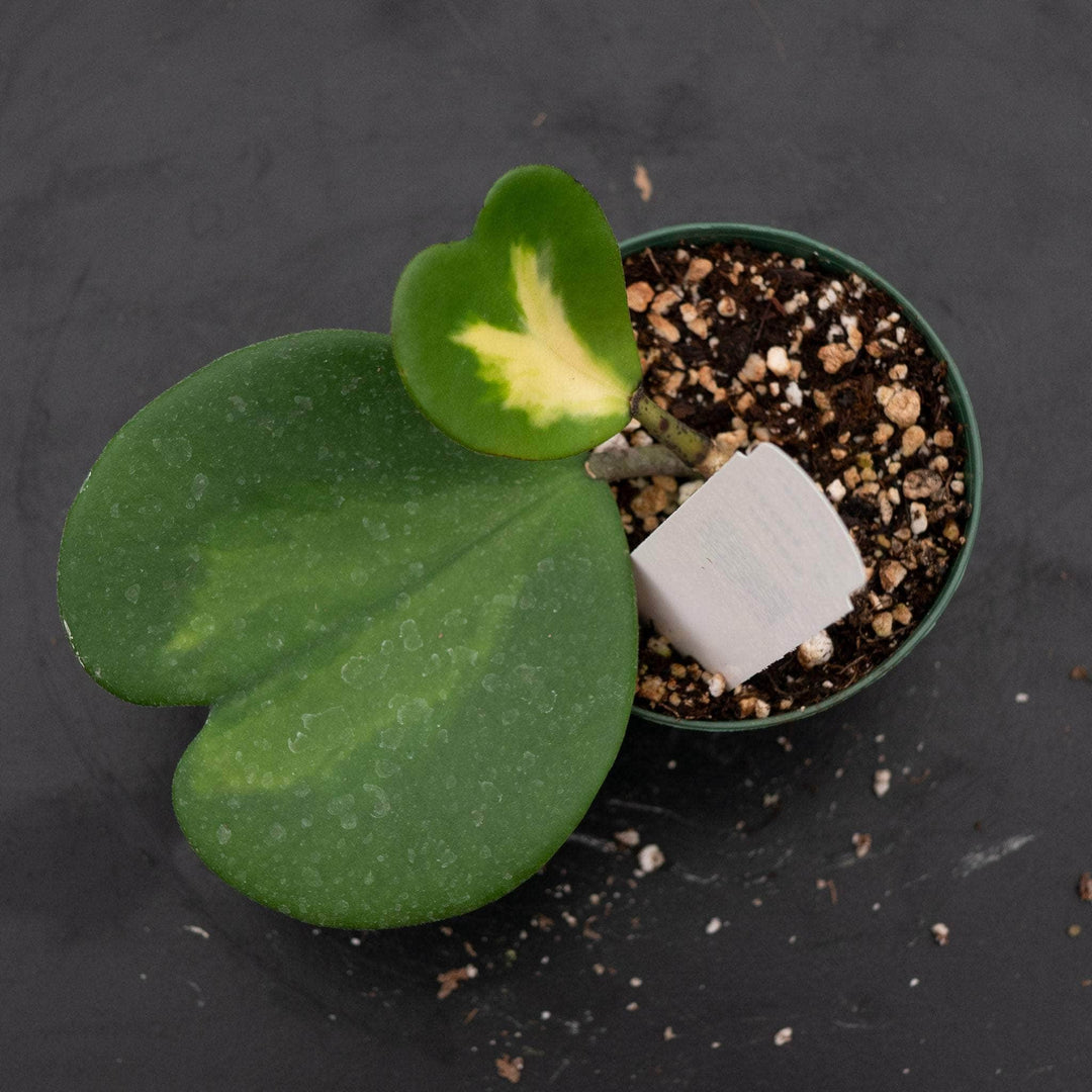 Gabriella Plants Hoya Hoya kerrii 'Reverse Variegata'