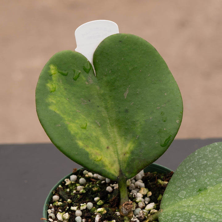 Gabriella Plants Hoya Hoya kerrii 'Reverse Variegata'