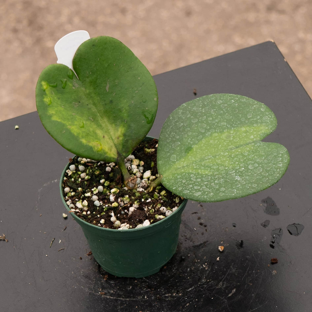 Gabriella Plants Hoya Hoya kerrii 'Reverse Variegata'