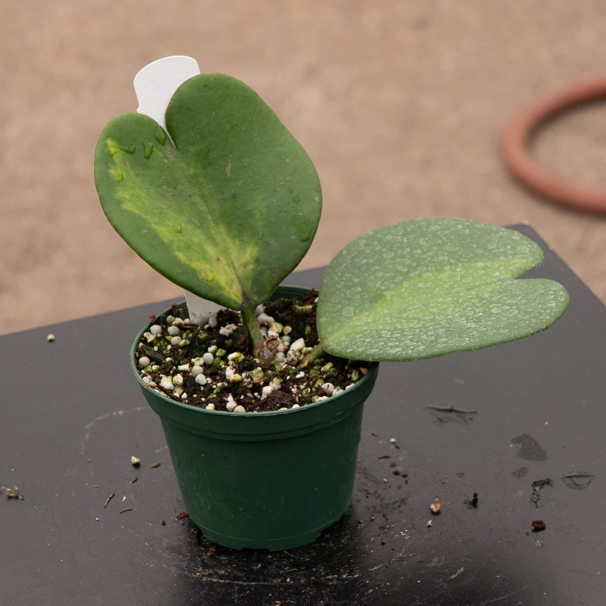 Hoya kerrii 'Reverse Variegata'