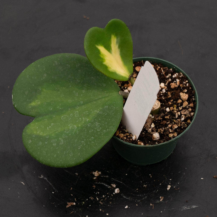 Gabriella Plants Hoya 3" Hoya kerrii 'Reverse Variegata'