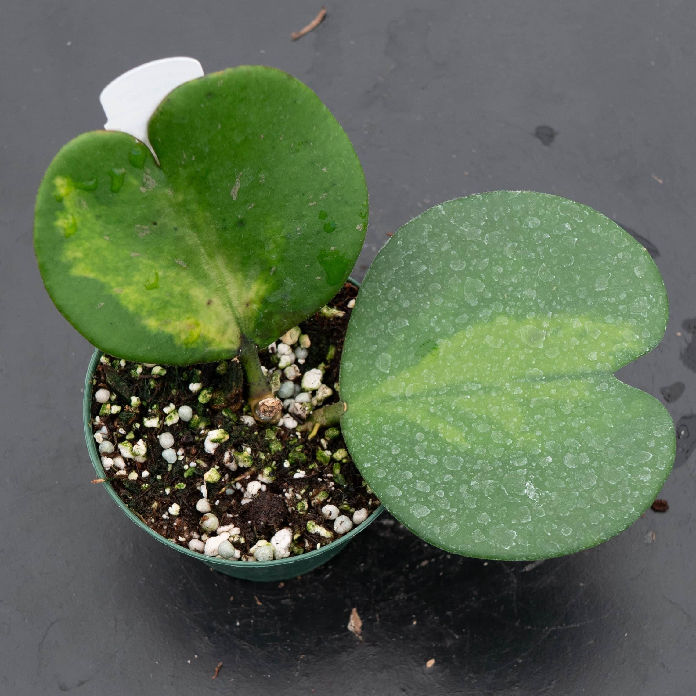 hoya kerrii variegata kaufen Hoya kerrii 'Reverse Variegata'
