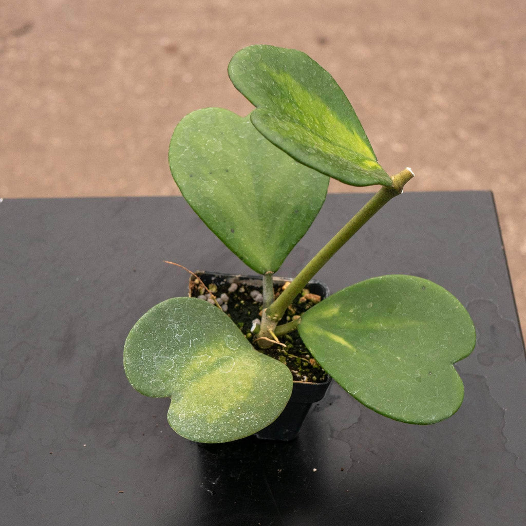 Gabriella Plants Hoya Hoya kerrii 'Reverse Variegata'