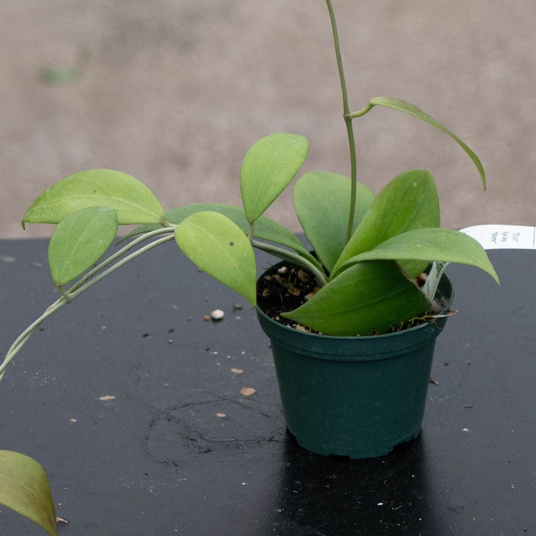 Gabriella Plants Hoya 3" Hoya &