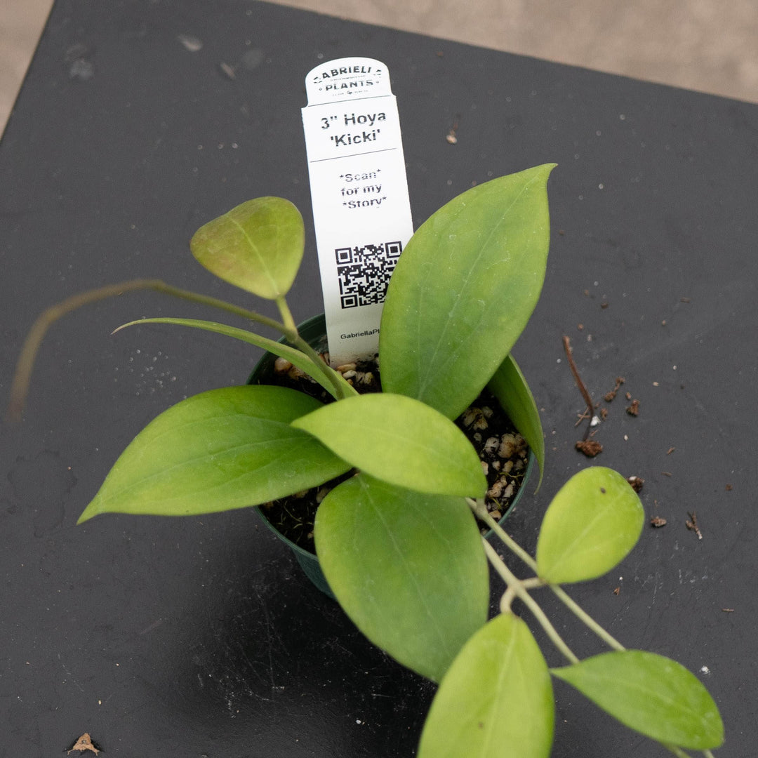 Gabriella Plants Hoya 3" Hoya &
