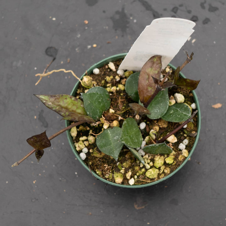 Gabriella Plants Hoya Hoya krohniana 'Black'