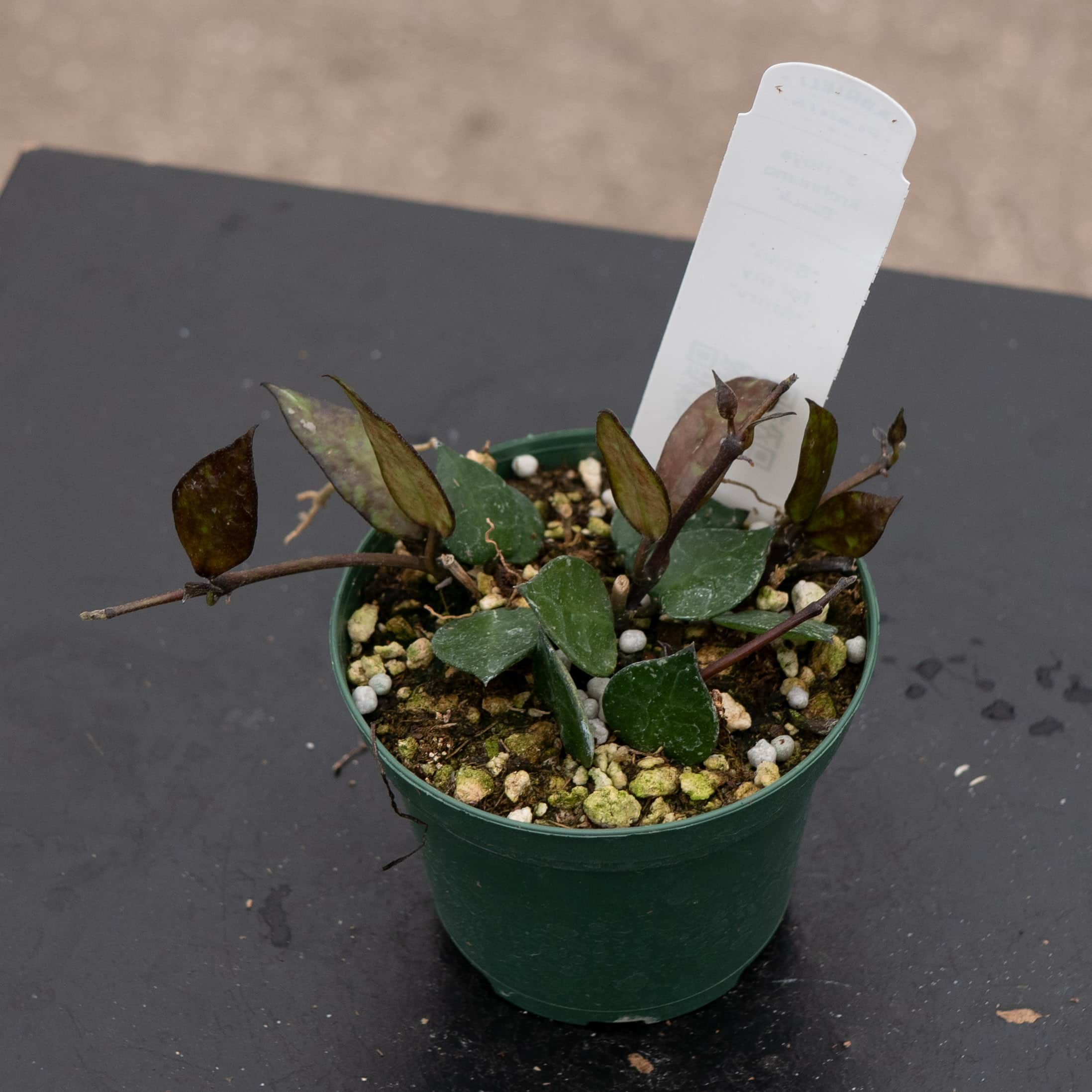 Hoya krohniana 'Black' - Gabriella Plants