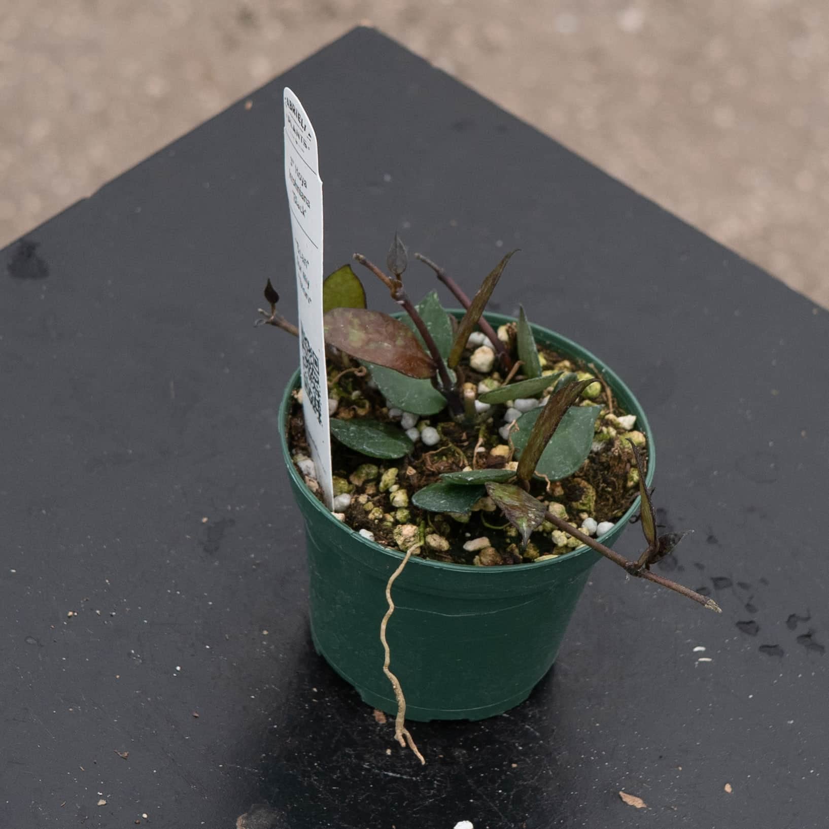 Hoya krohniana 'Black' - Gabriella Plants